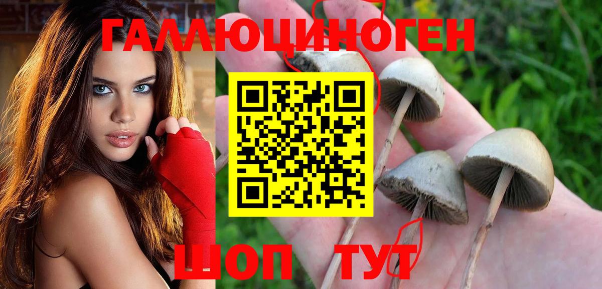 Псилоцибиновые грибы Cubensis Курганинск