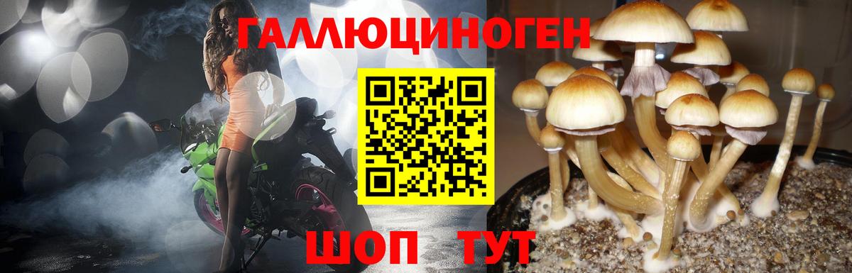 Курганинск  Псилоцибиновые грибы мицелий  Псилоцибиновые грибы Psilocybe  Вход с VPN 